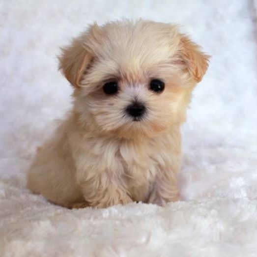 Mini Dog